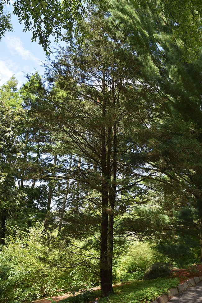 Chea Tree SelecTree: A Tree Selection Guide