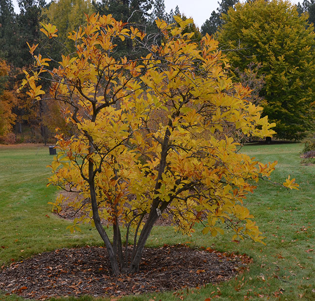 SelecTree: A Tree Selection Guide