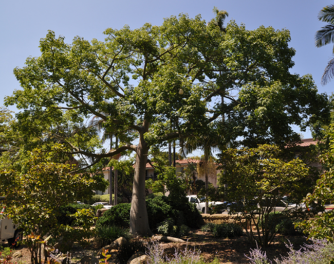 SelecTree: A Tree Selection Guide
