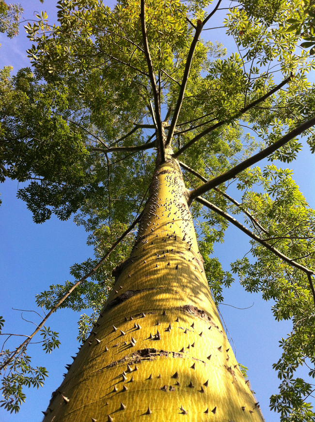 SelecTree: A Tree Selection Guide