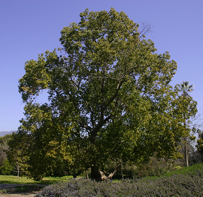 SelecTree: A Tree Selection Guide