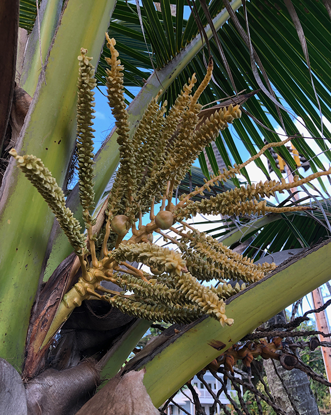 Cococoolie Tree SelecTree: A Tree Selection Guide