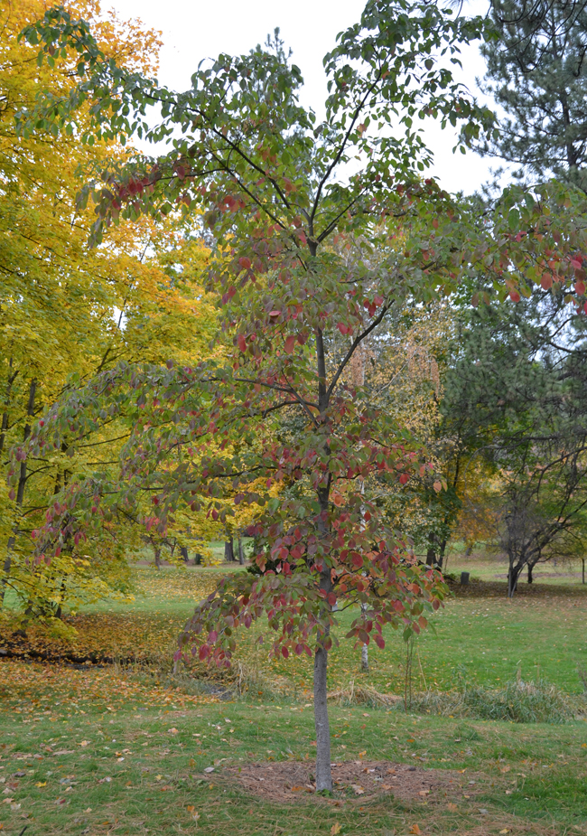 Czonius Tree SelecTree: A Tree Selection Guide