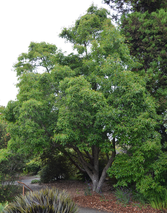 Culton Tree SelecTree: A Tree Selection Guide