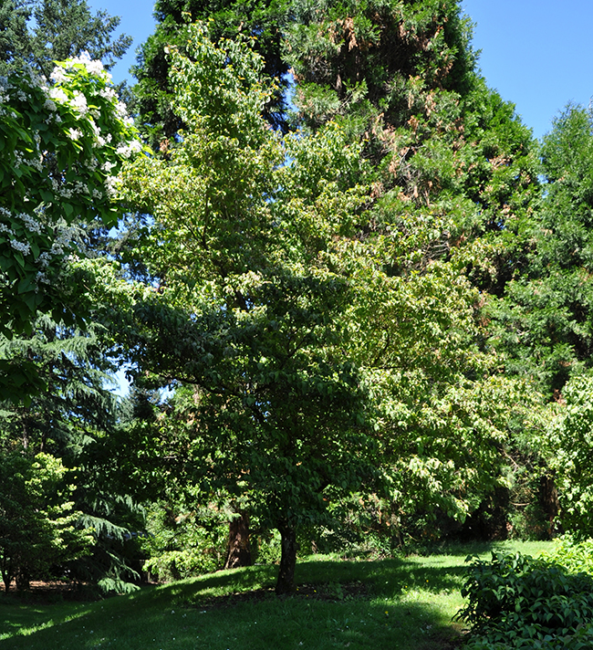 SelecTree: A Tree Selection Guide