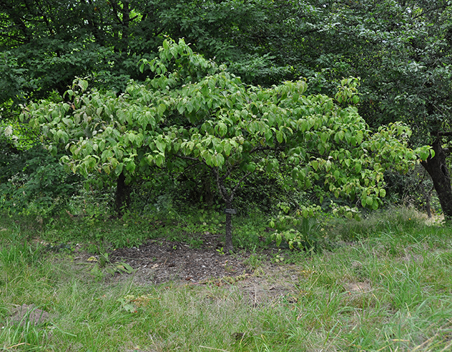 SelecTree: A Tree Selection Guide