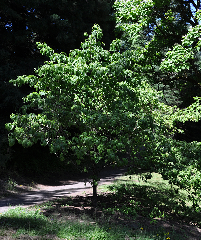 Culton Tree SelecTree: A Tree Selection Guide