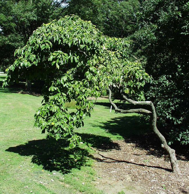 First Lady Tree SelecTree: A Tree Selection Guide