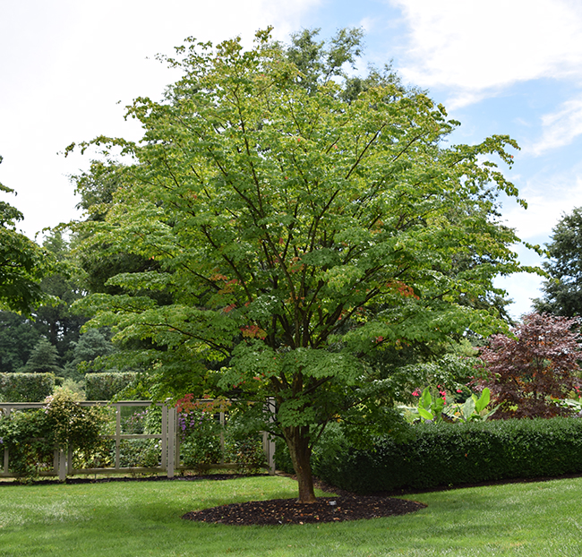 Culton Tree SelecTree: A Tree Selection Guide