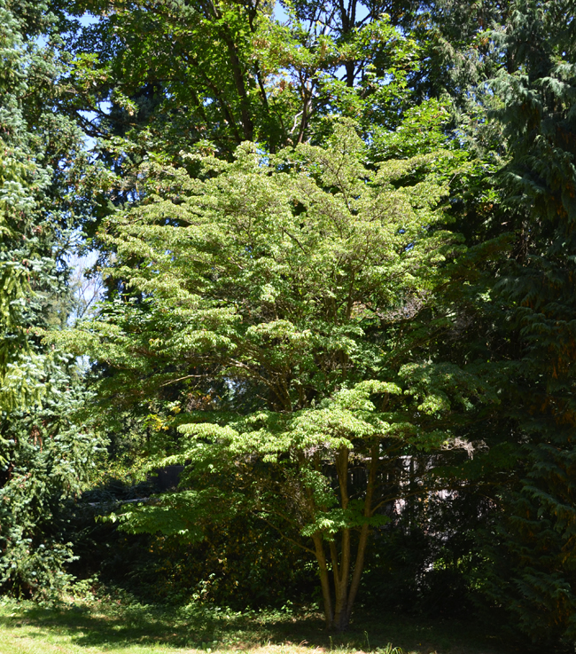 SelecTree: A Tree Selection Guide
