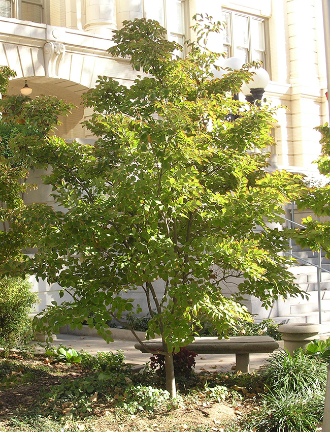 Coss Tree SelecTree: A Tree Selection Guide