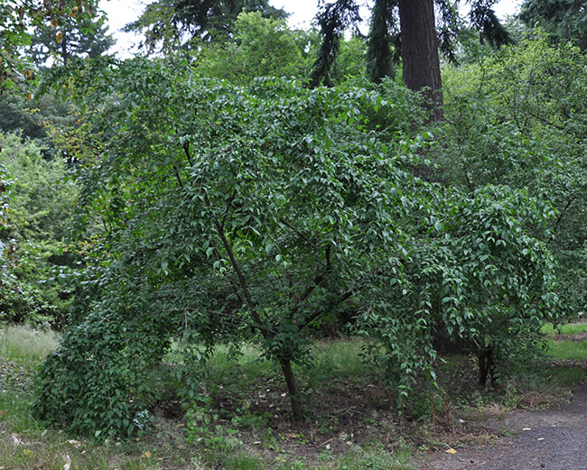 Culton Tree SelecTree: A Tree Selection Guide