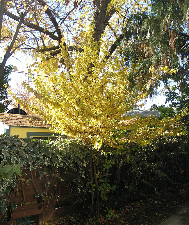 Culton Tree SelecTree: A Tree Selection Guide