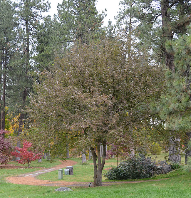 Culton Tree SelecTree: A Tree Selection Guide