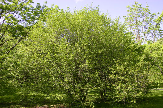 SelecTree: A Tree Selection Guide