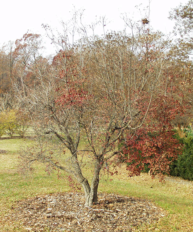 Proggy Tree SelecTree: A Tree Selection Guide