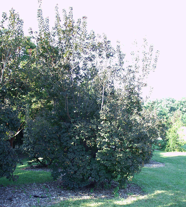 Proggy Tree SelecTree: A Tree Selection Guide