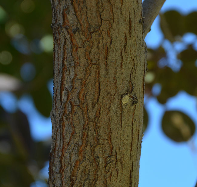 SelecTree: A Tree Selection Guide