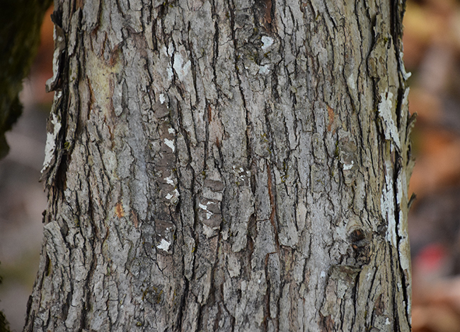 SelecTree: A Tree Selection Guide