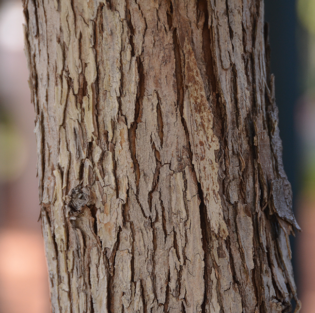 SelecTree: A Tree Selection Guide