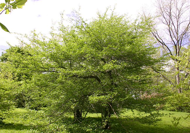 SelecTree: A Tree Selection Guide