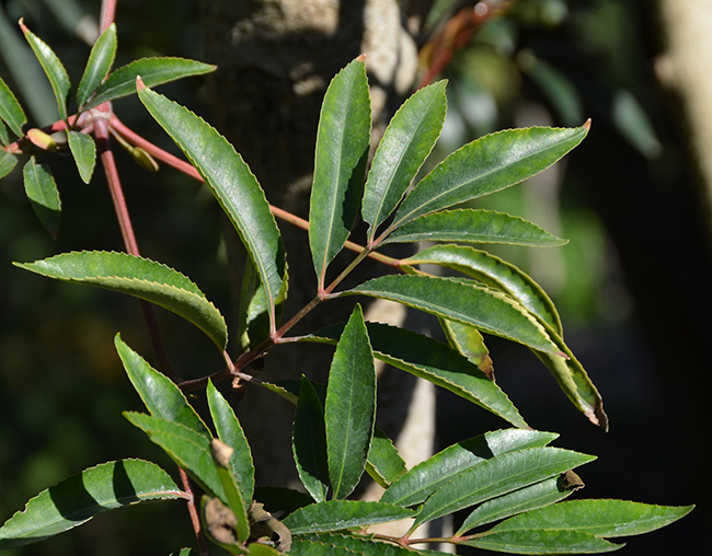Czonius Tree SelecTree: A Tree Selection Guide