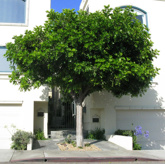 SelecTree: A Tree Selection Guide