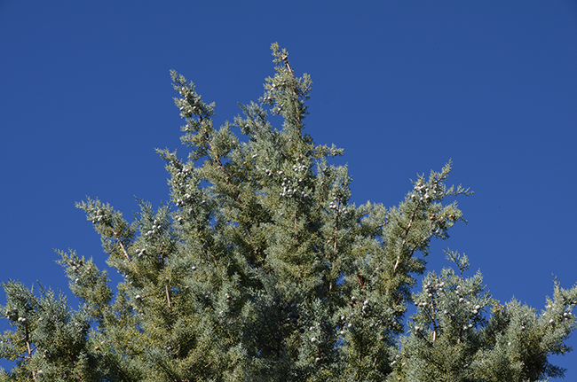 SelecTree: A Tree Selection Guide