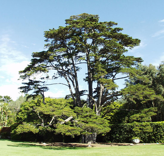 SelecTree: A Tree Selection Guide