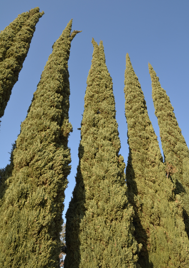 SelecTree: A Tree Selection Guide