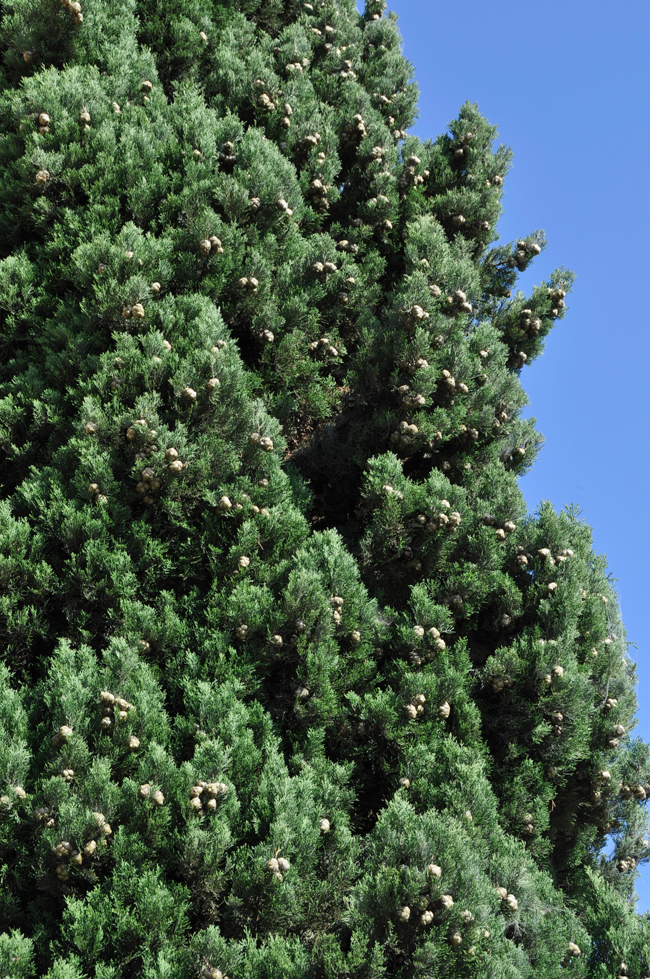 SelecTree: A Tree Selection Guide