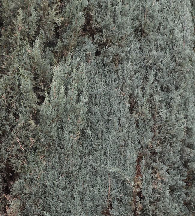 SelecTree: A Tree Selection Guide