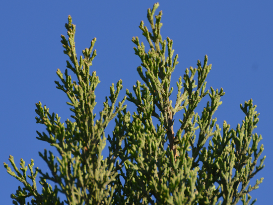 SelecTree: A Tree Selection Guide