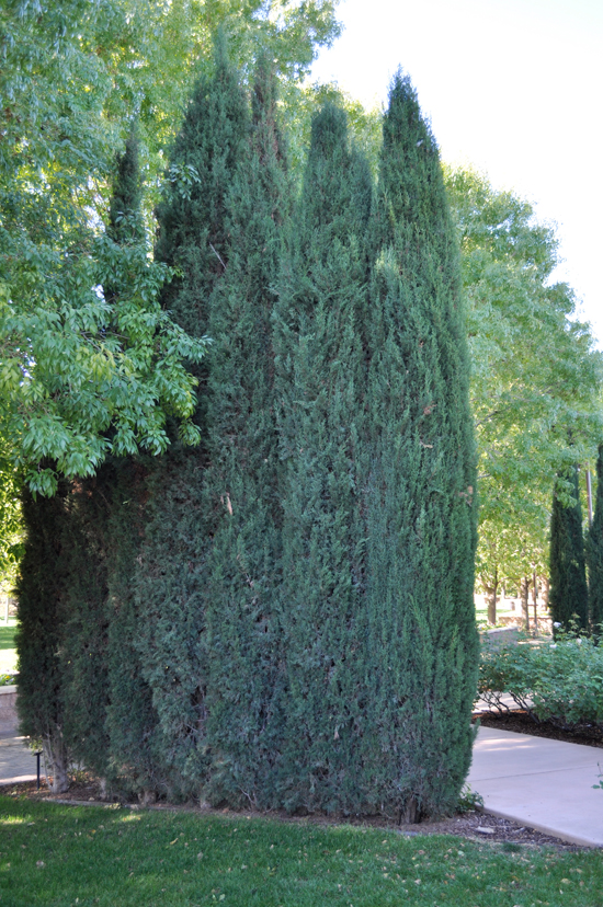 SelecTree: A Tree Selection Guide