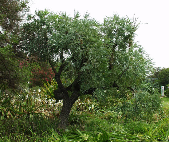 Culton Tree SelecTree: A Tree Selection Guide