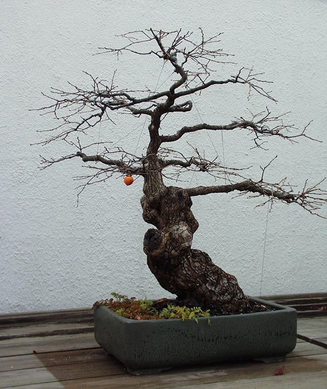 SelecTree: A Tree Selection Guide