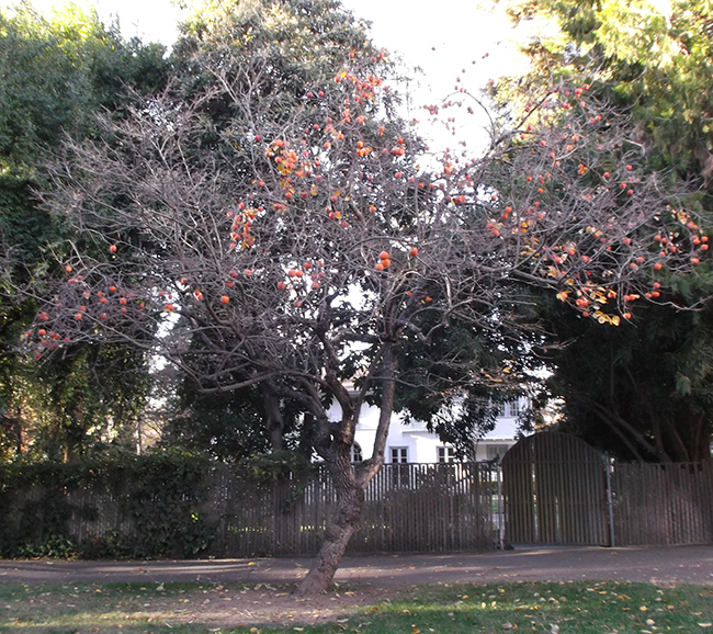 Diok Tree SelecTree: A Tree Selection Guide