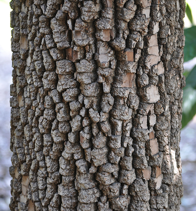 SelecTree: A Tree Selection Guide
