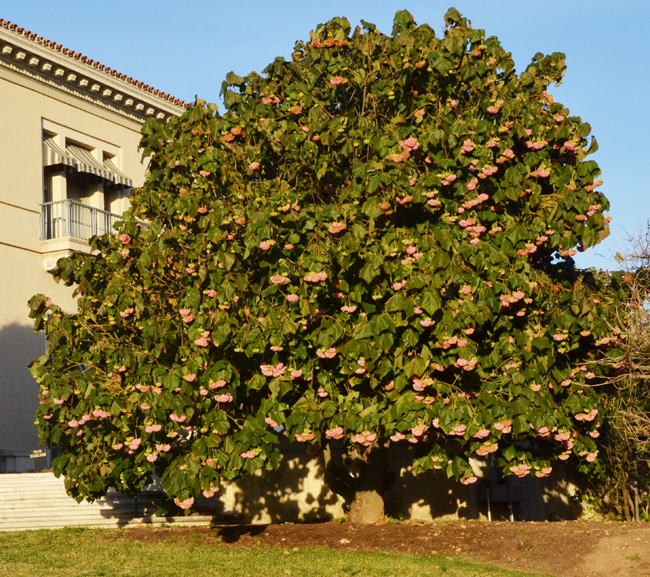 Dompya Tree SelecTree: A Tree Selection Guide
