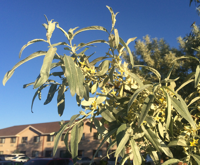 Elsware Tree SelecTree: A Tree Selection Guide