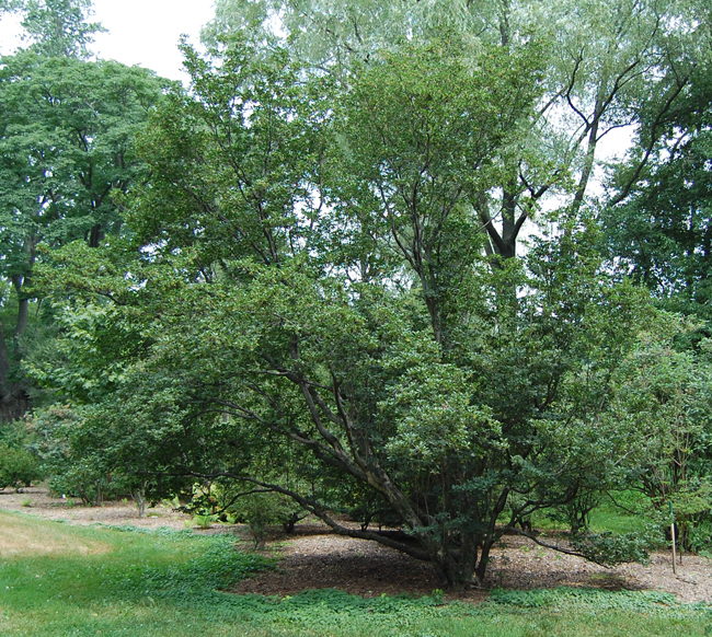 SelecTree: A Tree Selection Guide