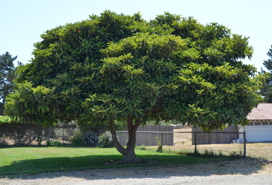 SelecTree: A Tree Selection Guide