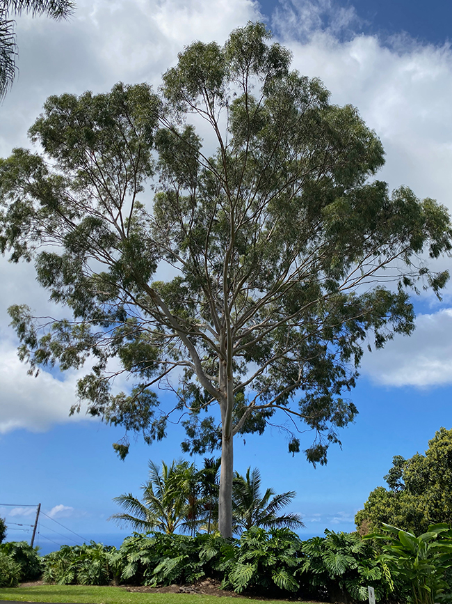 SelecTree: A Tree Selection Guide
