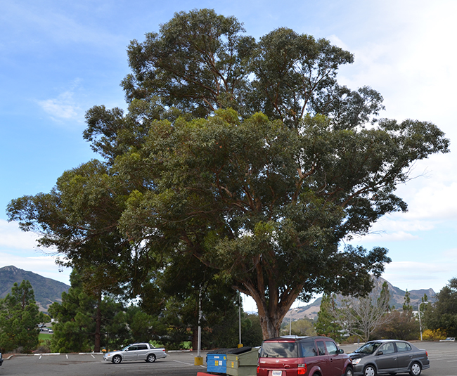 SelecTree: A Tree Selection Guide