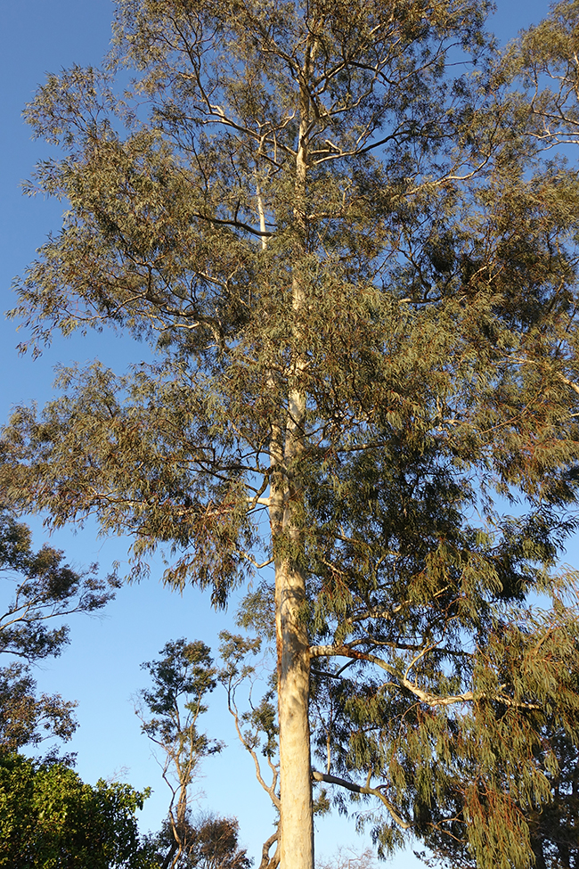 SelecTree: A Tree Selection Guide