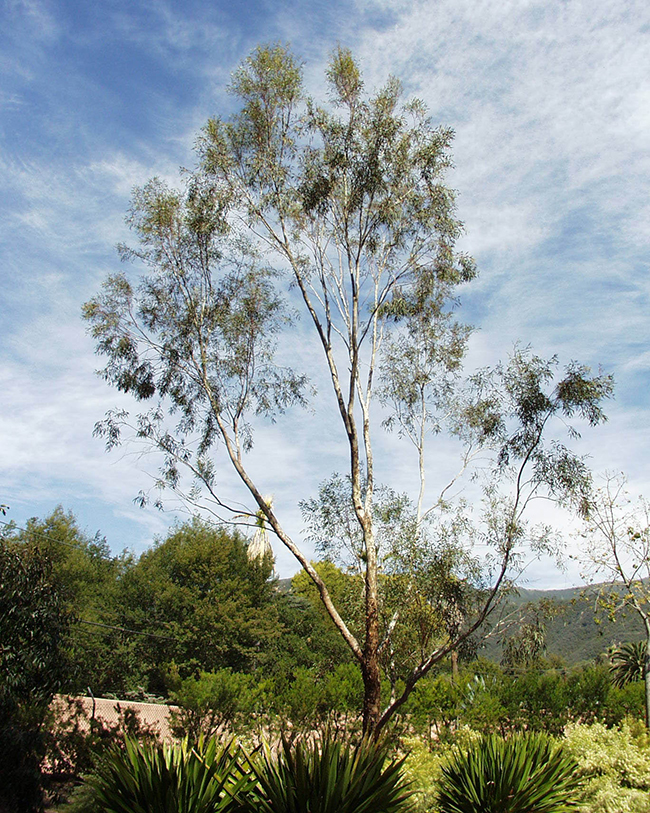 Elsware Tree SelecTree: A Tree Selection Guide