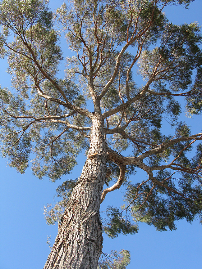 SelecTree: A Tree Selection Guide