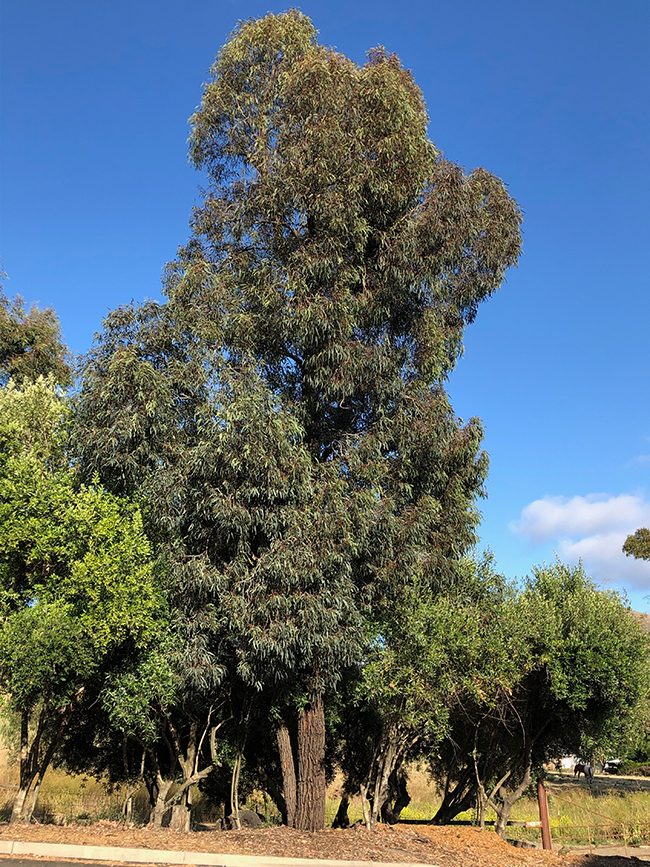 SelecTree: A Tree Selection Guide