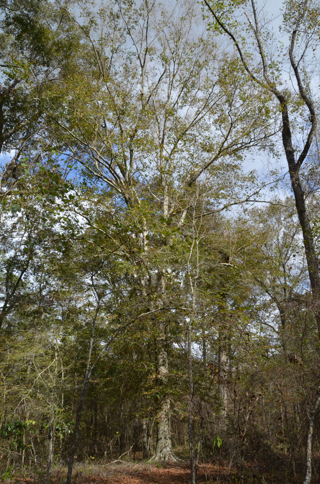 SelecTree: A Tree Selection Guide