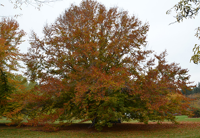 SelecTree: A Tree Selection Guide